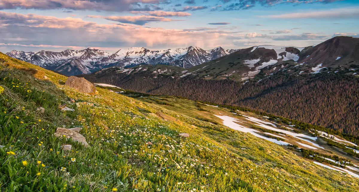 Alpine Tundra flowering in Rocky Mountain National Park 